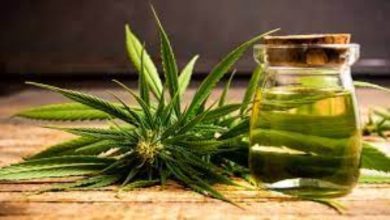Photo of Comments and recommendations on the use of cannabis extracts in cancer patients. Guidelines for the use of cannabis extracts in patients end-stage cancer